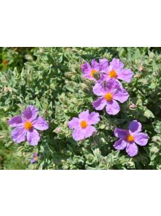 Bodorrózsa / CISTUS incanus ssp. tauricus