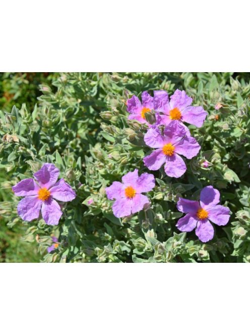 Bodorrózsa / CISTUS incanus ssp. tauricus