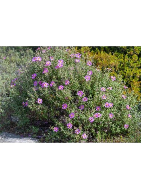 Bodorrózsa / CISTUS incanus ssp. tauricus