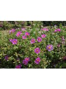 Bodorrózsa / CISTUS incanus ssp. tauricus
