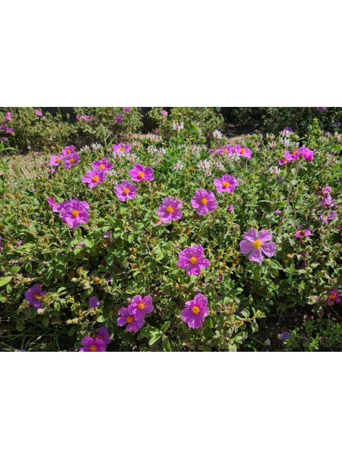 Bodorrózsa / CISTUS incanus ssp. tauricus
