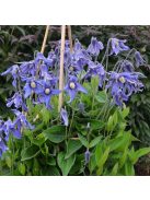 Réti iszalag / CLEMATIS integrifolia Bule ribbons