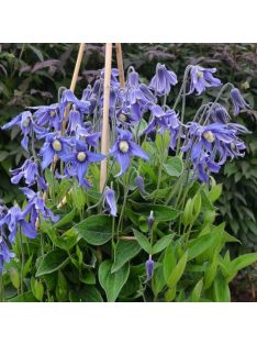 Réti iszalag / CLEMATIS integrifolia Bule ribbons