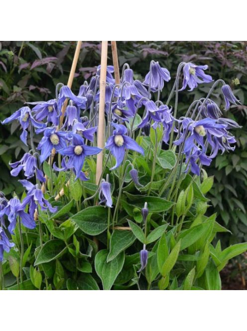 Réti iszalag / CLEMATIS integrifolia Bule ribbons