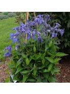 Réti iszalag / CLEMATIS integrifolia Bule ribbons