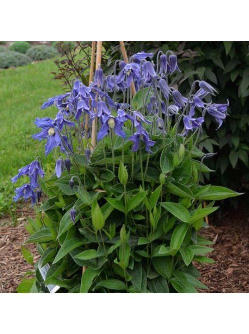 Réti iszalag / CLEMATIS integrifolia Bule ribbons