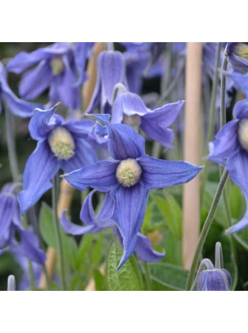 Réti iszalag / CLEMATIS integrifolia Bule ribbons
