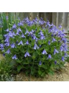 Réti iszalag / CLEMATIS integrifolia Bule ribbons