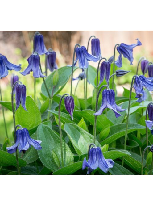 Réti iszalag / CLEMATIS integrifolia Bule ribbons