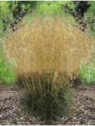 Gyepes sédbúza / DESCHAMPSIA cespitosa