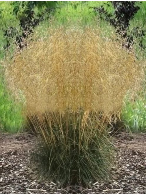 Gyepes sédbúza / DESCHAMPSIA cespitosa