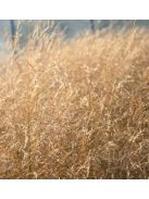 Gyepes sédbúza / DESCHAMPSIA cespitosa