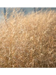 Gyepes sédbúza / DESCHAMPSIA cespitosa