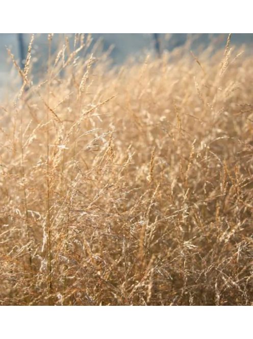 Gyepes sédbúza / DESCHAMPSIA cespitosa