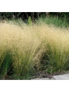 Gyepes sédbúza / DESCHAMPSIA cespitosa