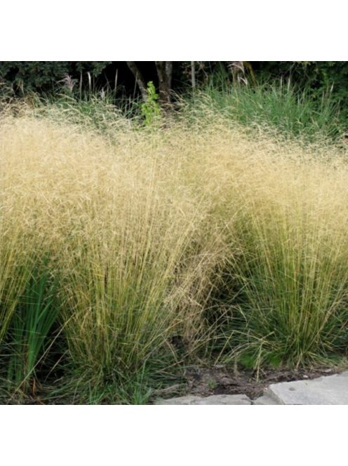 Gyepes sédbúza / DESCHAMPSIA cespitosa