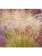 Gyepes sédbúza / DESCHAMPSIA cespitosa