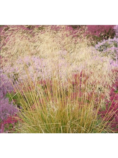 Gyepes sédbúza / DESCHAMPSIA cespitosa