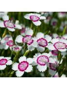 Réti szegfű / DIANTHUS deltoides 'Arctic Fire'