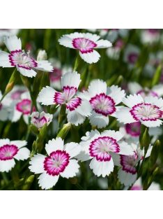 Réti szegfű / DIANTHUS deltoides 'Arctic Fire'