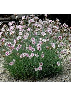 Réti szegfű / DIANTHUS deltoides 'Arctic Fire'