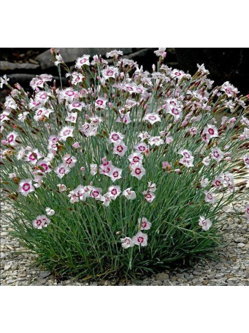 Réti szegfű / DIANTHUS deltoides 'Arctic Fire'