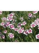 Réti szegfű / DIANTHUS deltoides 'Arctic Fire'