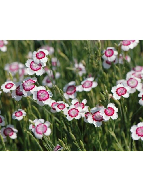 Réti szegfű / DIANTHUS deltoides 'Arctic Fire'