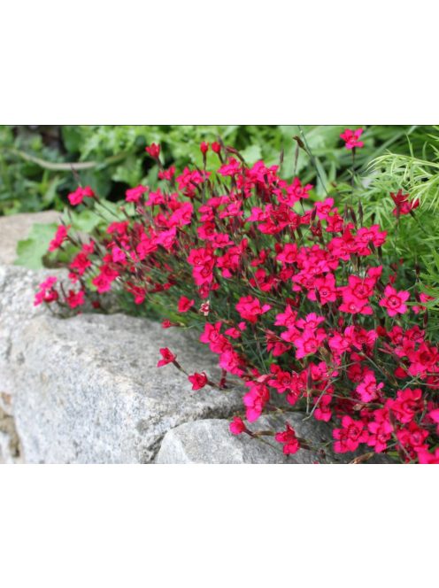 Réti szegfű / DIANTHUS deltoides 'Brilliant'