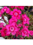 Réti szegfű / DIANTHUS deltoides 'Brilliant'