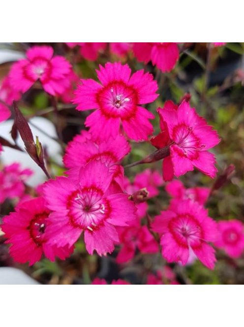 Réti szegfű / DIANTHUS deltoides 'Brilliant'
