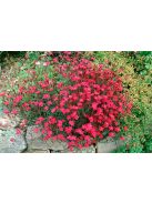 Réti szegfű / DIANTHUS deltoides 'Brilliant'
