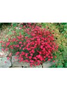 Réti szegfű / DIANTHUS deltoides 'Brilliant'