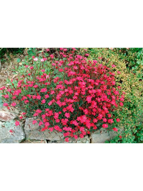 Réti szegfű / DIANTHUS deltoides 'Brilliant'
