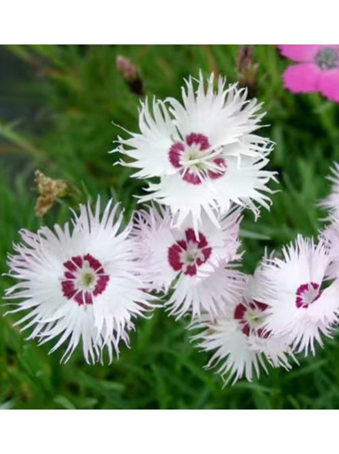 Tűlevel szegfű / DIANTHUS spiculifolius