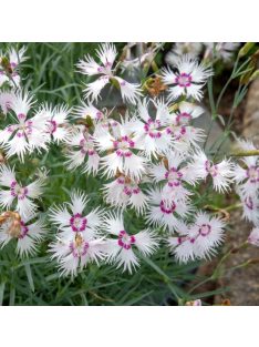 Tűlevel szegfű / DIANTHUS spiculifolius