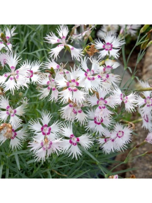 Tűlevel szegfű / DIANTHUS spiculifolius