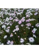 Tűlevel szegfű / DIANTHUS spiculifolius