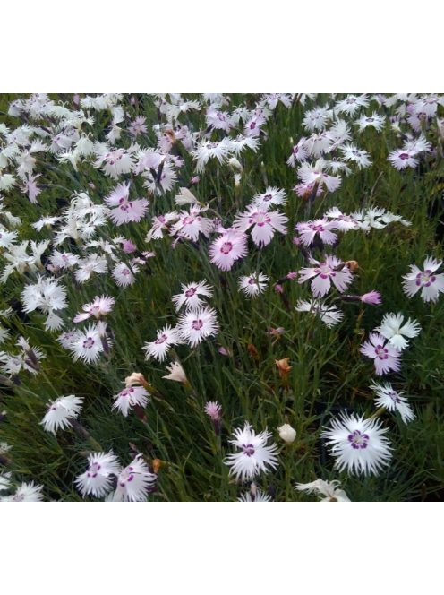 Tűlevel szegfű / DIANTHUS spiculifolius