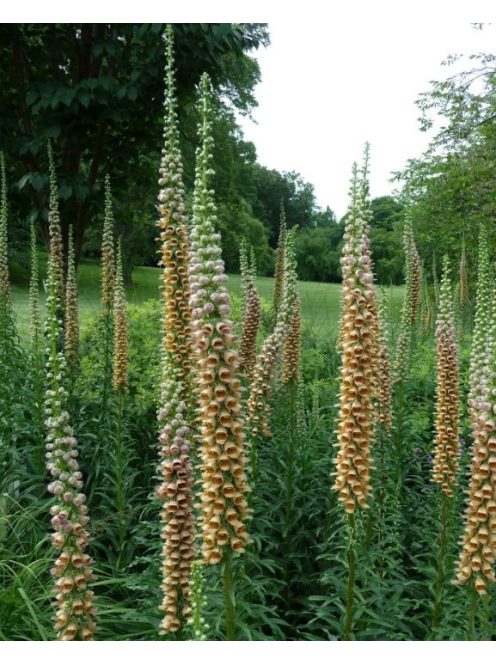 Rozsdás gyűszűvirág / DIGITALIS ferruginea 'Gigantea'