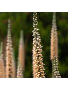 Rozsdás gyűszűvirág / DIGITALIS ferruginea 'Gigantea'