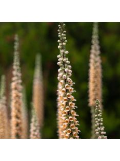   Rozsdás gyűszűvirág / DIGITALIS ferruginea 'Gigantea'