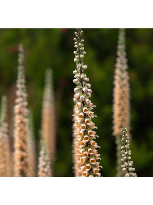 Rozsdás gyűszűvirág / DIGITALIS ferruginea 'Gigantea'