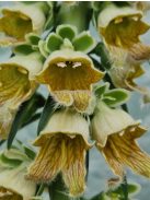 Rozsdás gyűszűvirág / DIGITALIS ferruginea 'Gigantea'