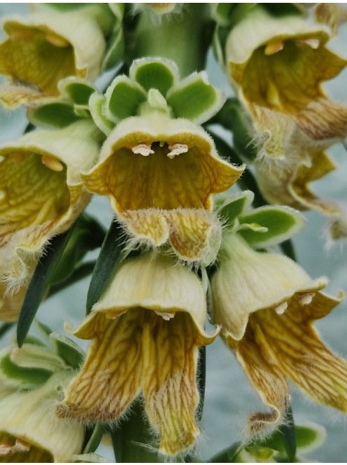 Rozsdás gyűszűvirág / DIGITALIS ferruginea 'Gigantea'
