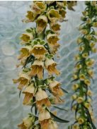 Rozsdás gyűszűvirág / DIGITALIS ferruginea 'Gigantea'