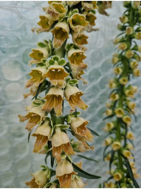 Rozsdás gyűszűvirág / DIGITALIS ferruginea 'Gigantea'