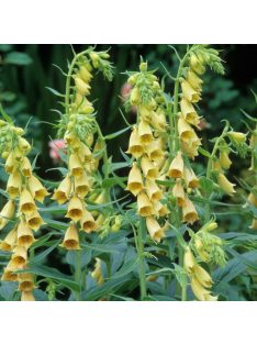 Sárga gyűszűvirág / DIGITALIS grandiflora