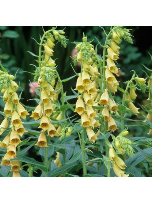 Sárga gyűszűvirág / DIGITALIS grandiflora