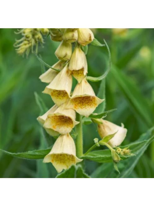 Sárga gyűszűvirág / DIGITALIS grandiflora